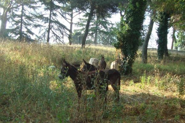  Progetto Equus-sostenibile